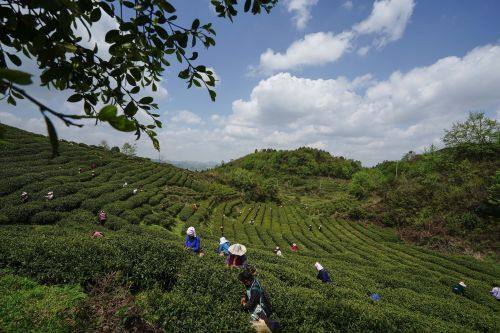 貴陽(yáng)市上半年農(nóng)林牧漁業(yè)增長(zhǎng)勢(shì)頭強(qiáng)勁，總產(chǎn)值達(dá)133.20億元，同比增長(zhǎng)8.8%