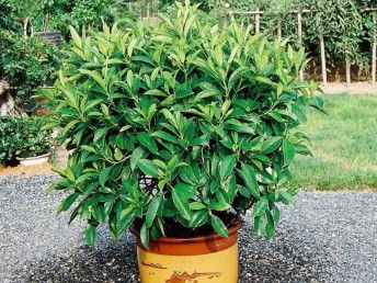 廣州鮮花綠植全周期服務(wù) 出租、銷售、租賃、出擺與專業(yè)養(yǎng)護(hù)一體化解決方案