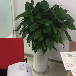 龍?zhí)端聦懽謽腔ɑ苤参镒赓U 打造綠色辦公空間的智慧選擇