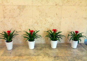 花卉綠植盆栽租賃出售園林綠化養護庭院設計草坪種植假山涼亭 深圳鮮花綠植 綠化植物租賃